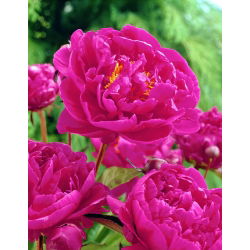 Пеонія, Півонія Карл Розенфілд - цибулина / бульба / корінь - Paeonia