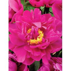 Пеонія, Півонія Карл Розенфілд - цибулина / бульба / корінь - Paeonia