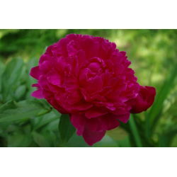 Paeonia, božur Madame Gaaudichau - lukovica / gomolj / korijen
