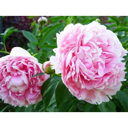 Pionslekta - Sarah Bernhardt - Paeonia