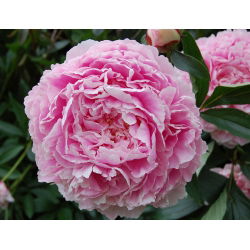 Pionslekta - Sarah Bernhardt - Paeonia