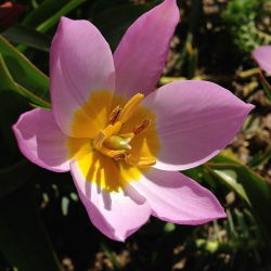 Tulipa botanik karışımı - Tulip botanik karışımı - 5 ampul - Tulipa botanical 