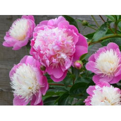 Paeonia, božurna zdjela ljepote - lukovica / gomolj / korijen