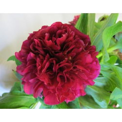 Paeonia, božur Felix Crouse - lukovica / gomolj / korijen