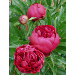 Paeonia, božur Felix Crouse - lukovica / gomolj / korijen