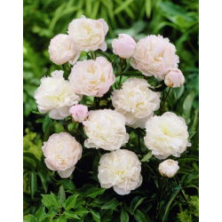 Pionslekta - Shirley Temple - Paeonia