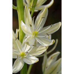 Camassia alba - 2 lukovice