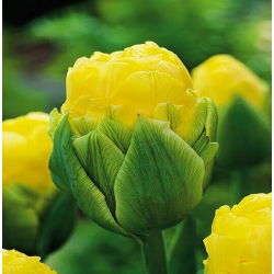 Tulipaner Beauty of Apeldorn - pakke med 5 stk - Tulipa Beauty of Apeldorn