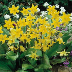 Erythronium - Pagoda - pakke med 2 stk