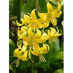 Erythronium - Pagoda - pakke med 2 stk