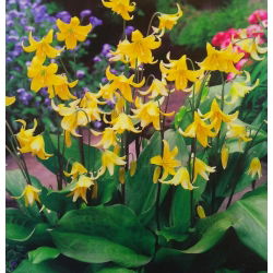 Erythronium - Pagoda - pakke med 2 stk
