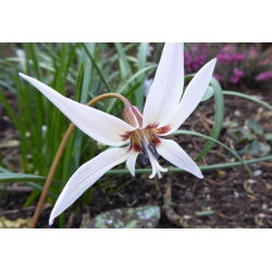 Erythronium - Snow Flake