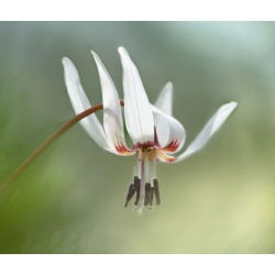 Erythronium - Snow Flake