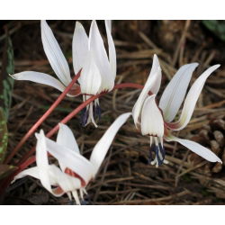 Erythronium - Snow Flake