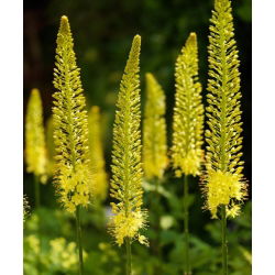 Eremurus, Foxtail Lilies Bungei