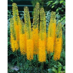 Eremurus, Foxtail Lilies Bungei