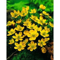 Eranthis cilicica - Зимовий аконіт cilicica - 5 цибулин