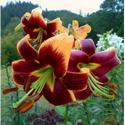 Pohon Lily Lilium Pohon Merah - bebawang / umbi / akar - Lilium Red Morning