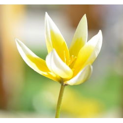 Tulipa botanik karışımı - Tulip botanik karışımı - 5 ampul - Tulipa botanical 