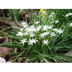 Ornithogalum umbellatum - paquete de 10 piezas