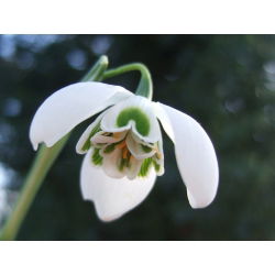 Galanthus nivalis - Flore Pleno - pakuotėje yra 3 vnt