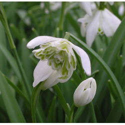 Galanthus nivalis - Flore Pleno - pakuotėje yra 3 vnt