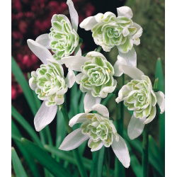 Galanthus nivalis - Flore Pleno - pakuotėje yra 3 vnt