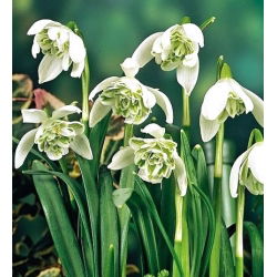 Galanthus nivalis - Flore Pleno - pakuotėje yra 3 vnt