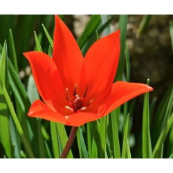 Tulipa botanik karışımı - Tulip botanik karışımı - 5 ampul - Tulipa botanical 