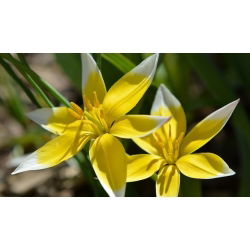 Tulipa botanik karışımı - Tulip botanik karışımı - 5 ampul - Tulipa botanical 