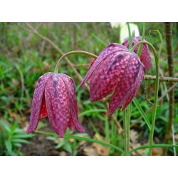 Hỗn hợp Fritillaria meleagris - Hỗn hợp Fritillary đầu rắn - 5 củ - Fritillaria Meleargis