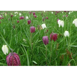 Hỗn hợp Fritillaria meleagris - Hỗn hợp Fritillary đầu rắn - 5 củ - Fritillaria Meleargis
