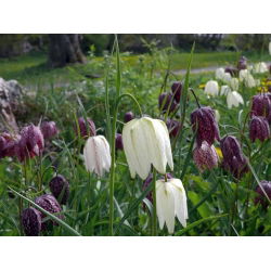 Hỗn hợp Fritillaria meleagris - Hỗn hợp Fritillary đầu rắn - 5 củ - Fritillaria Meleargis
