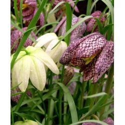 Hỗn hợp Fritillaria meleagris - Hỗn hợp Fritillary đầu rắn - 5 củ - Fritillaria Meleargis