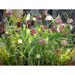 Hỗn hợp Fritillaria meleagris - Hỗn hợp Fritillary đầu rắn - 5 củ - Fritillaria Meleargis