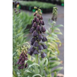 Fritillaria Persica - Fritillary Ba Tư - củ / củ / rễ