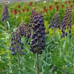 Fritillaria Persica - Fritillary Ba Tư - củ / củ / rễ