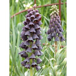 Fritillaria Persica - Fritillary Ba Tư - củ / củ / rễ