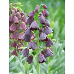 Fritillaria Persica - Fritillary Ba Tư - củ / củ / rễ