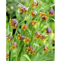 Crocus fox nho - Fox của nho fritillary fox nho - 5 củ giống -  Fritillaria