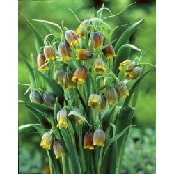 Crocus fox nho - Fox của nho fritillary fox nho - 5 củ giống -  Fritillaria