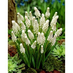 Album Muscari - album Hyacinth de struguri - 5 bulbi - Muscari botryoides Album