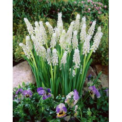 Album Muscari - album Hyacinth de struguri - 5 bulbi - Muscari botryoides Album