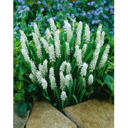 Album Muscari - album Hyacinth de struguri - 5 bulbi - Muscari botryoides Album