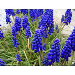 Muscari armeniacum - Armeniacum de struguri - 10 bulbi