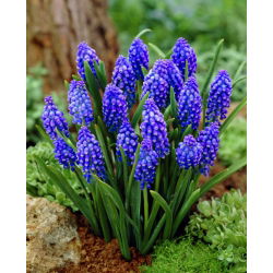Muscari armeniacum - Armeniacum de struguri - 10 bulbi