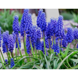 Muscari armeniacum - Armeniacum de struguri - 10 bulbi