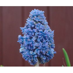 Muscari Blue Spike - Hidacint de struguri Blue Spike - 10 bulbi