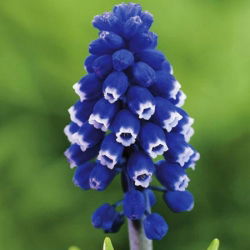 Muscari Dark Eyes - Ochiul închis de sâmburi de struguri - 5 bulbi