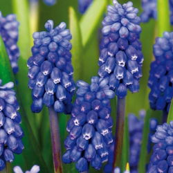 Muscari Dark Eyes - Ochiul închis de sâmburi de struguri - 5 bulbi